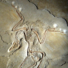 Archaeopteryx