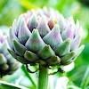 Dancingartichoke