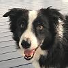 Sheepdogs