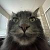 princesspuzzle's avatar